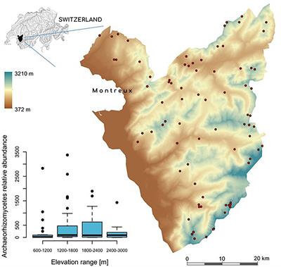 Archaeorhizomycetes Spatial Distribution in Soils Along Wide Elevational and Environmental Gradients Reveal Co-abundance Patterns With Other Fungal Saprobes and Potential Weathering Capacities